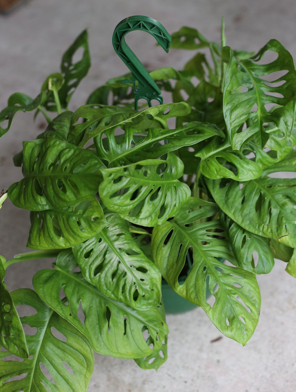 Monstera Adansonii 8 Inch