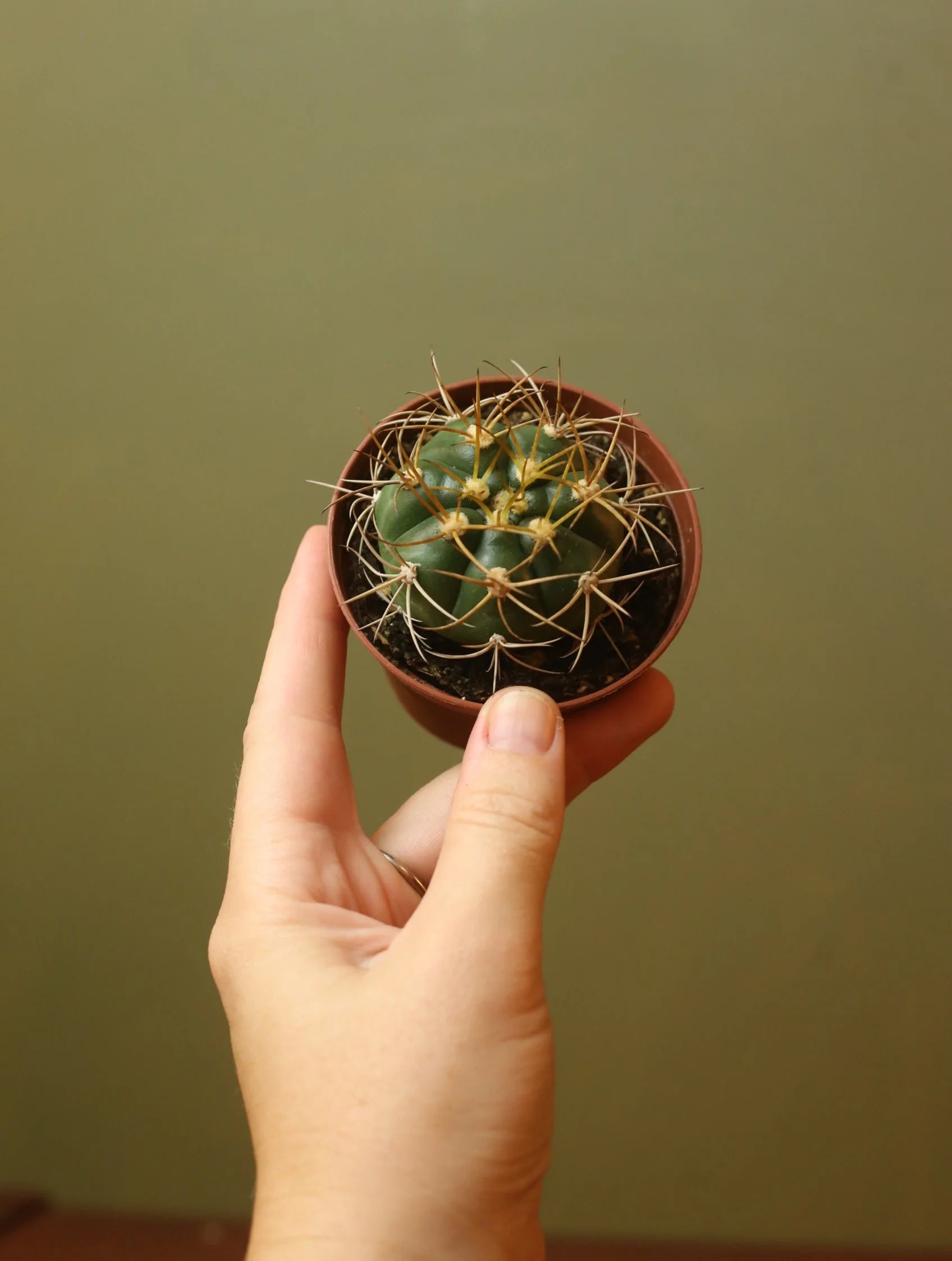 Gymnocalycium Monvillei Cactus 3 Inch