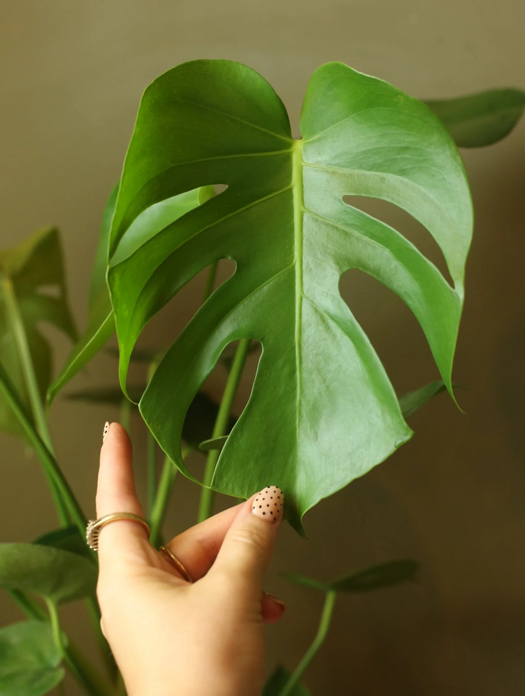 Monstera Deliciosa 6 Inch
