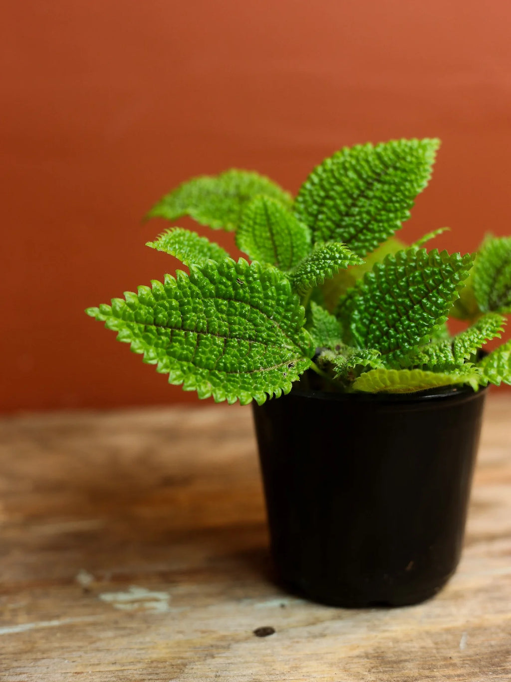 Moon Valley Pilea 4 Inch