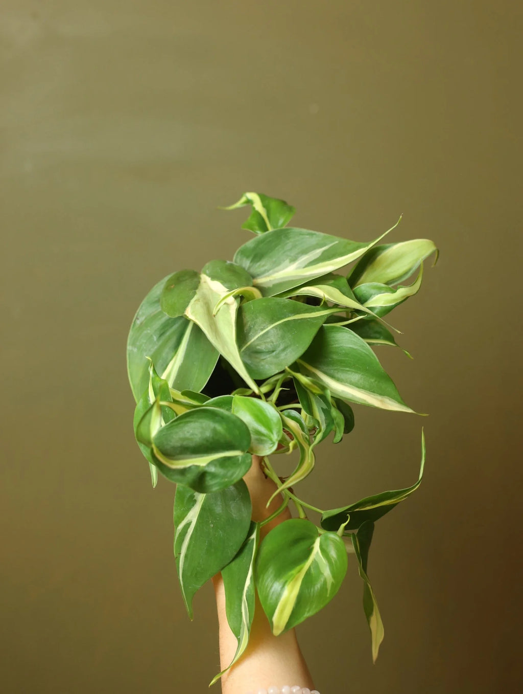 Philodendron Silver Stripe 4 Inch