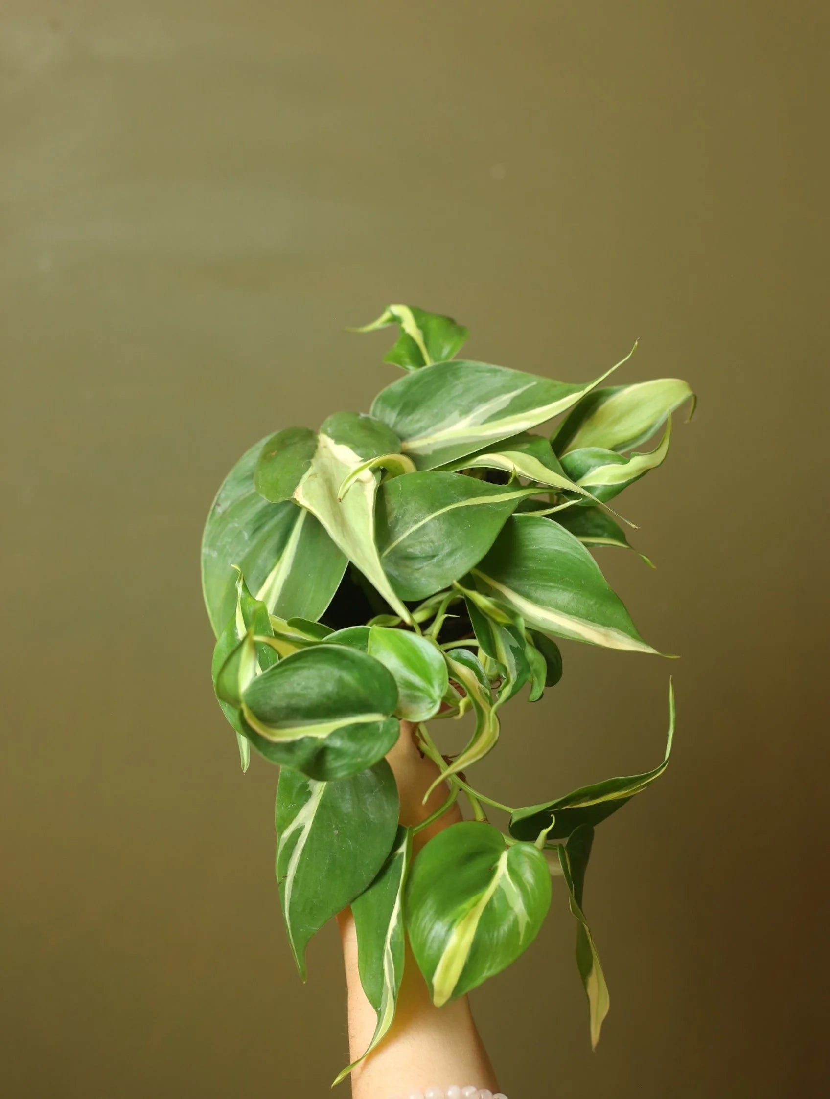 Philodendron Silver Stripe 4 Inch