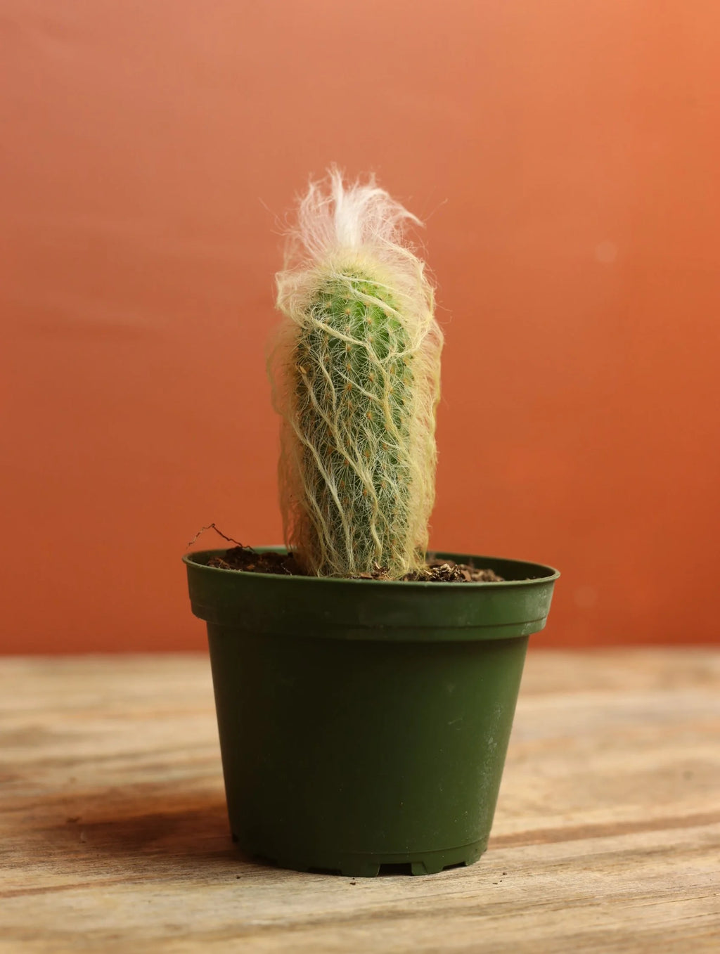 Peruvian Old Man Cactus 4 Inch