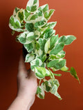 Pothos N' Joy 4 Inch