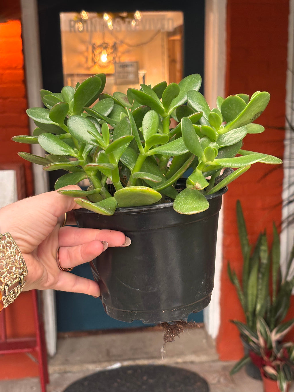 Jade plant 6 inch