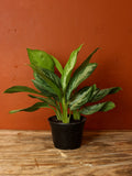 Chinese Evergreen 6 Inch