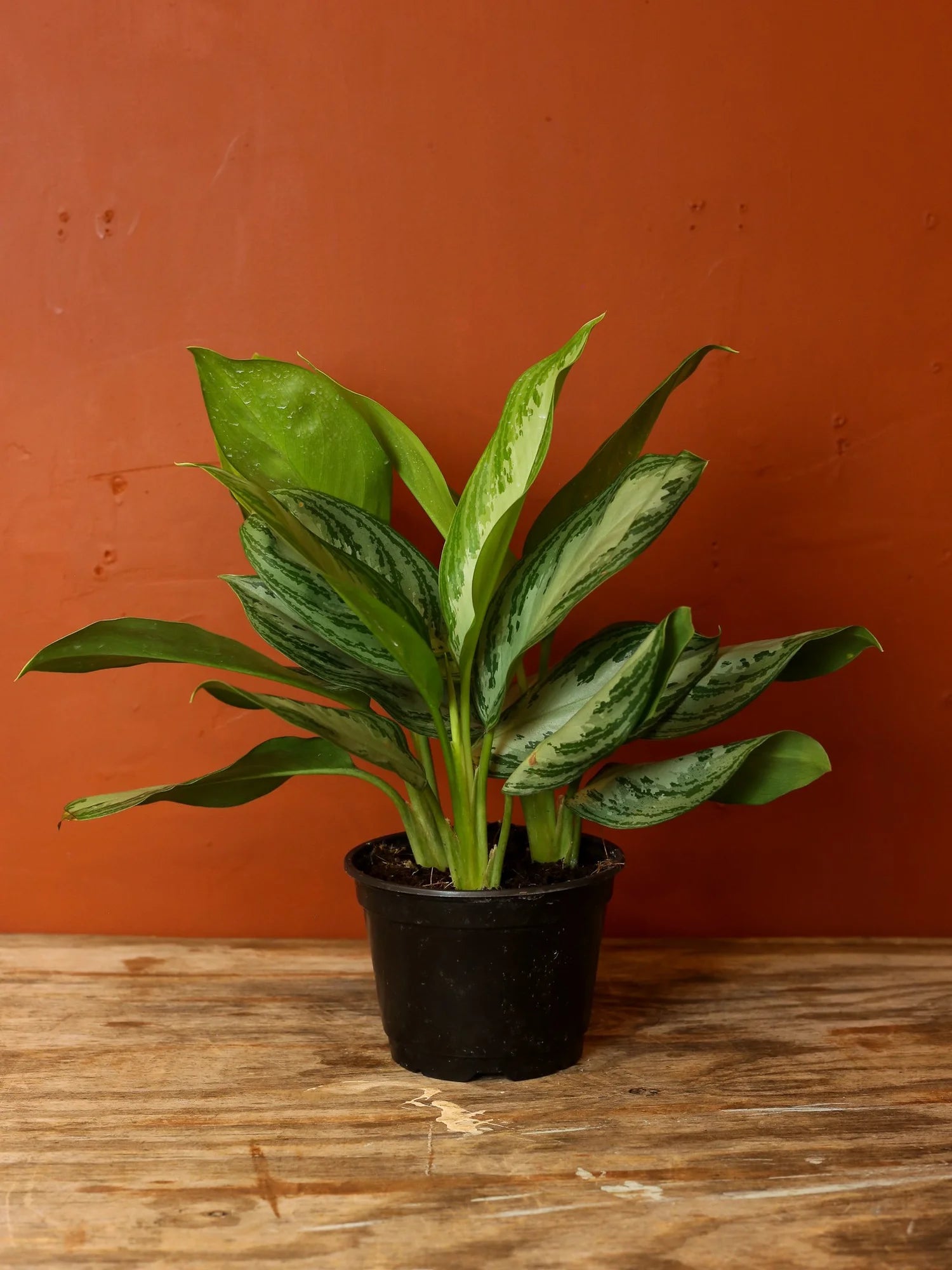 Chinese Evergreen 6 Inch