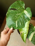Monstera Thai Constellation 6 inch