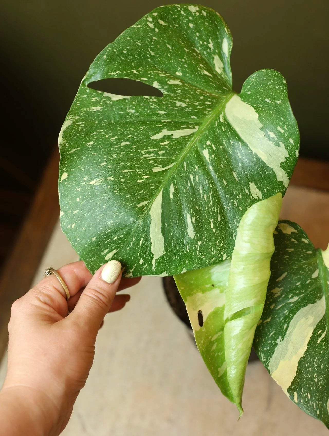 Monstera Thai Constellation 6 inch