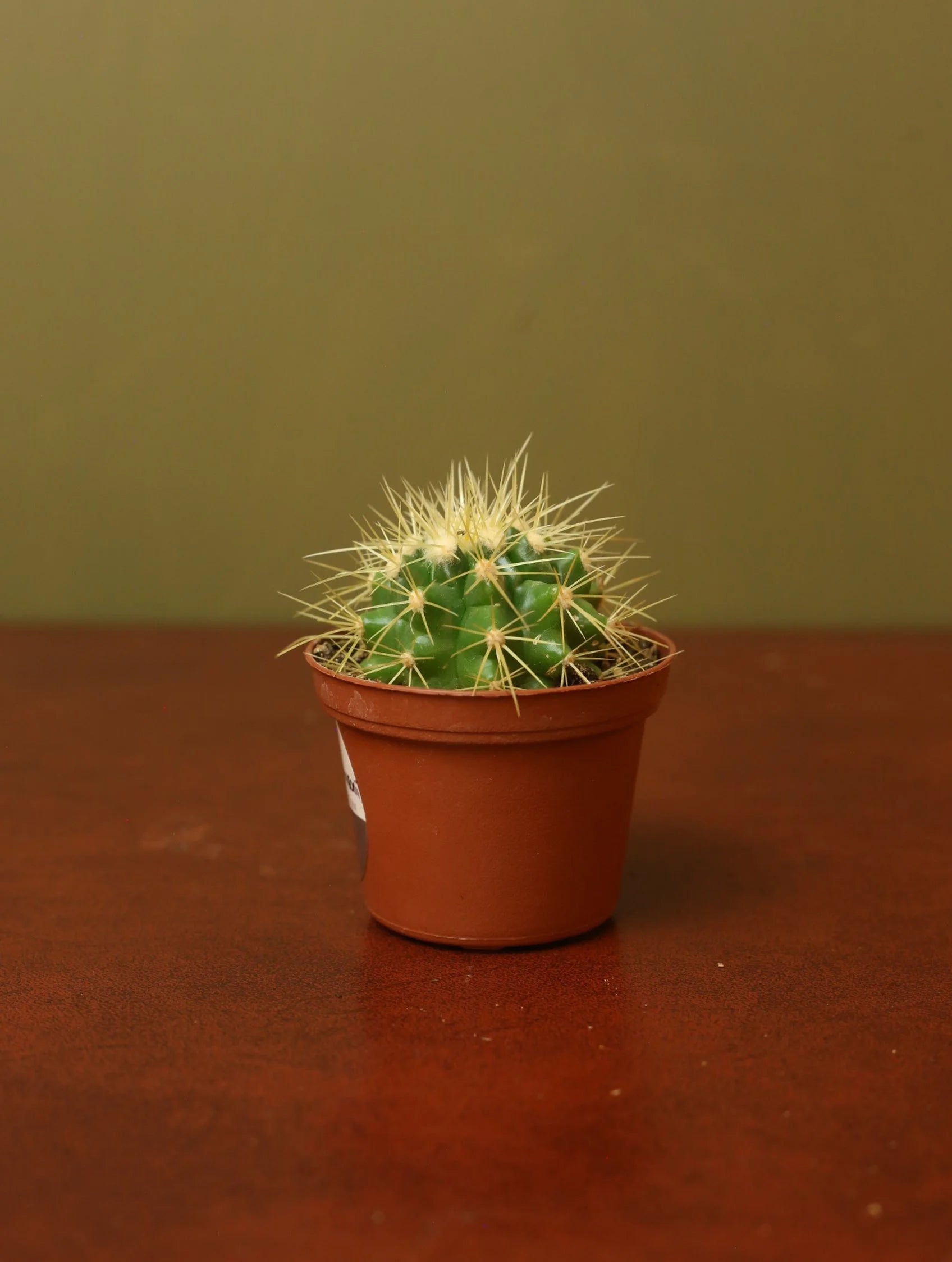 Echinocactus Grusonii 3 Inch