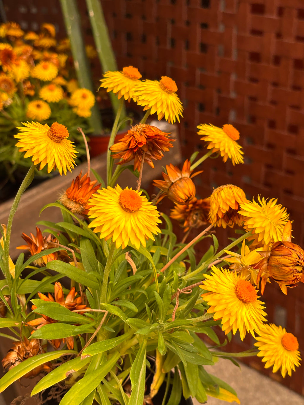 Strawflower Plant 4 Inch