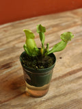 Pitcher Plant 3 Inch