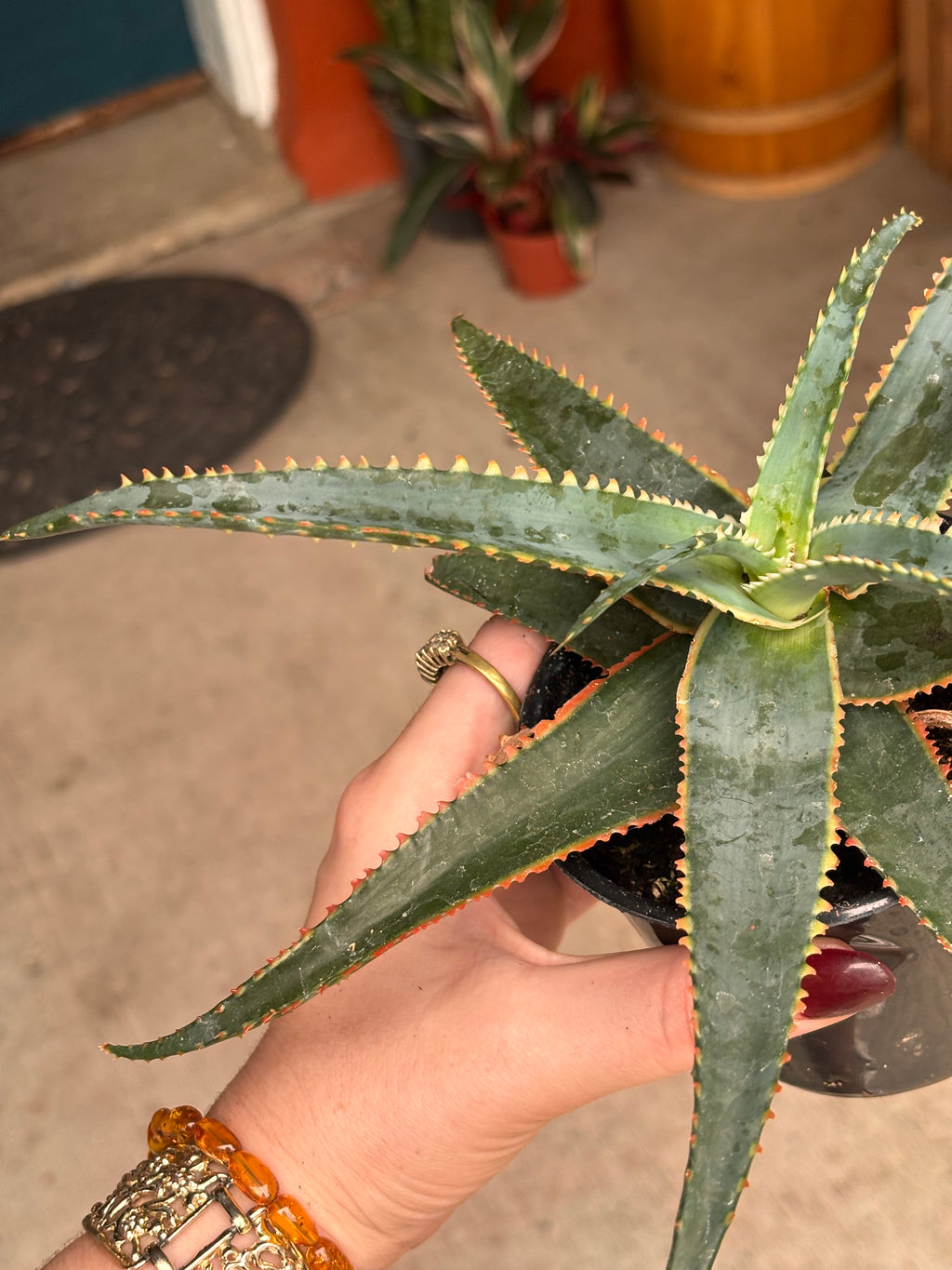 Aloe Christmas sleigh 4 inch