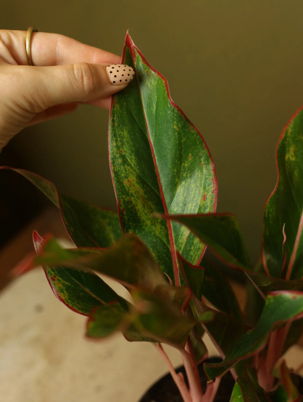 Red Siam Chinese Evergreen 6 Inch