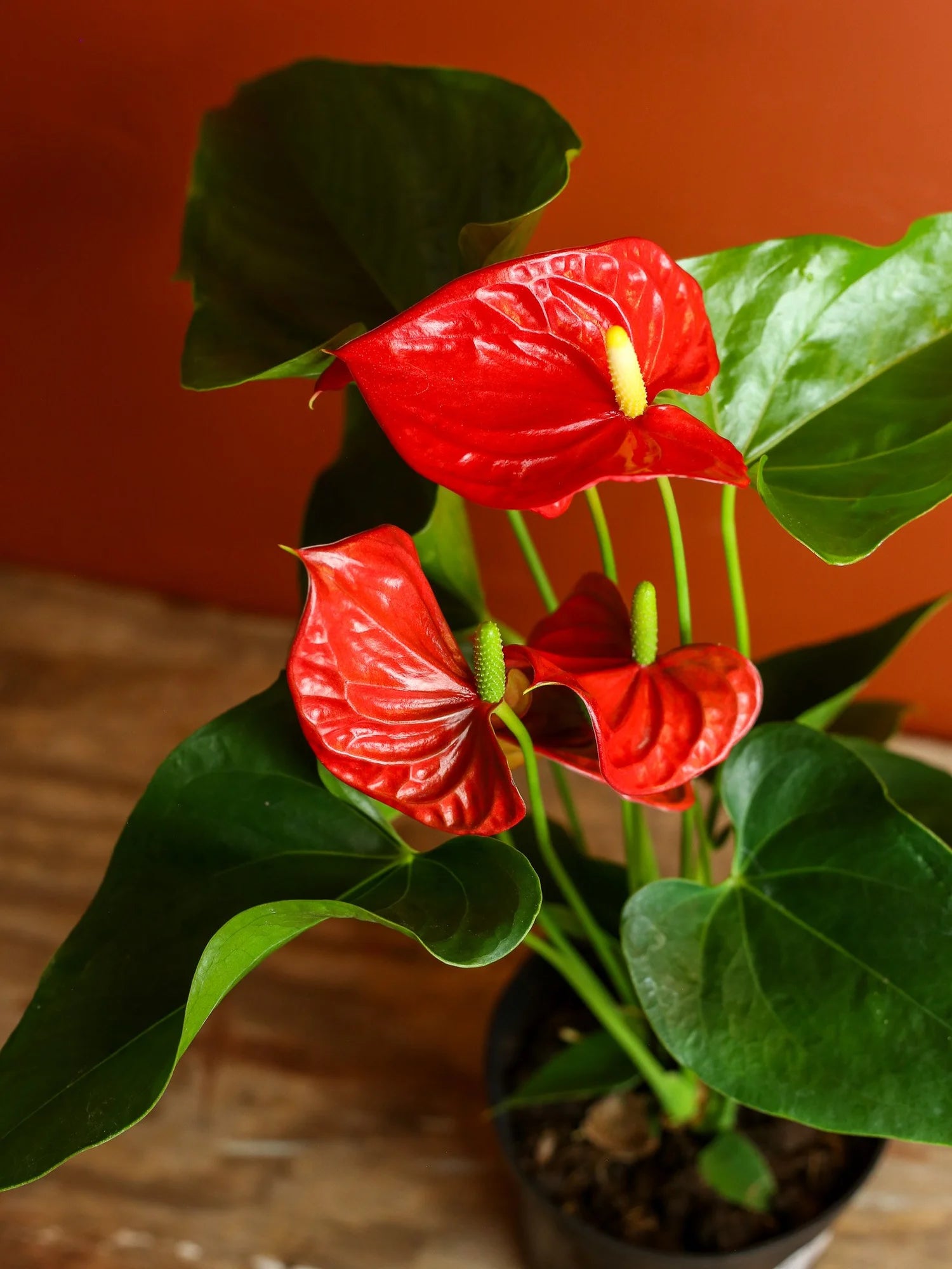 Red Anthurium Andraeanum 6 Inch