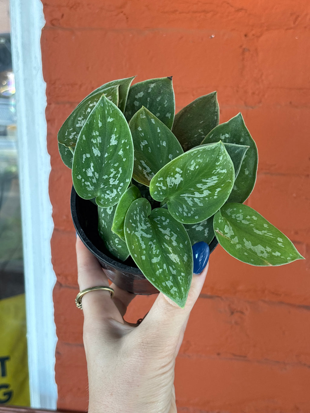 Satin Pothos 4 Inch