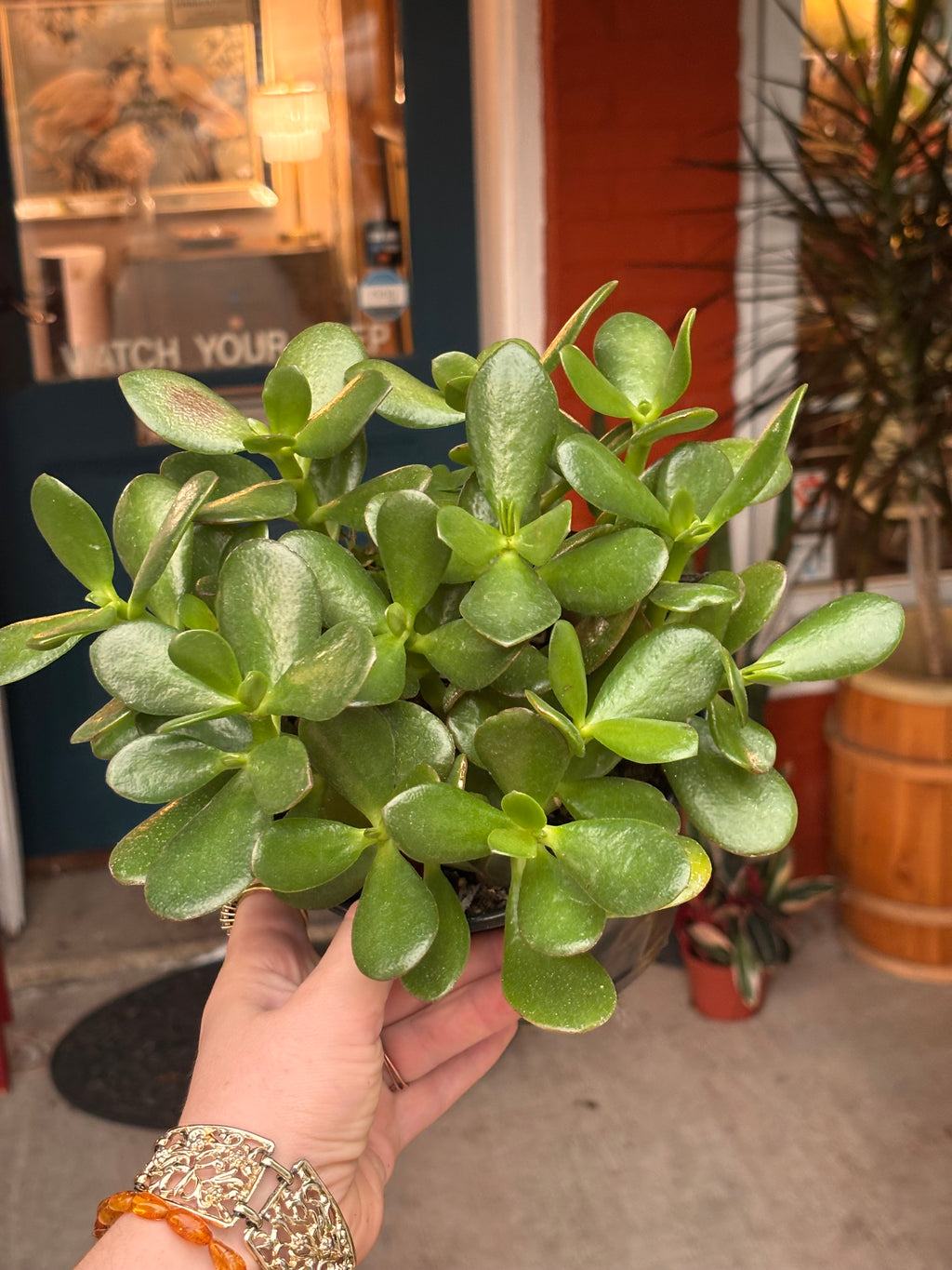 Jade plant 6 inch