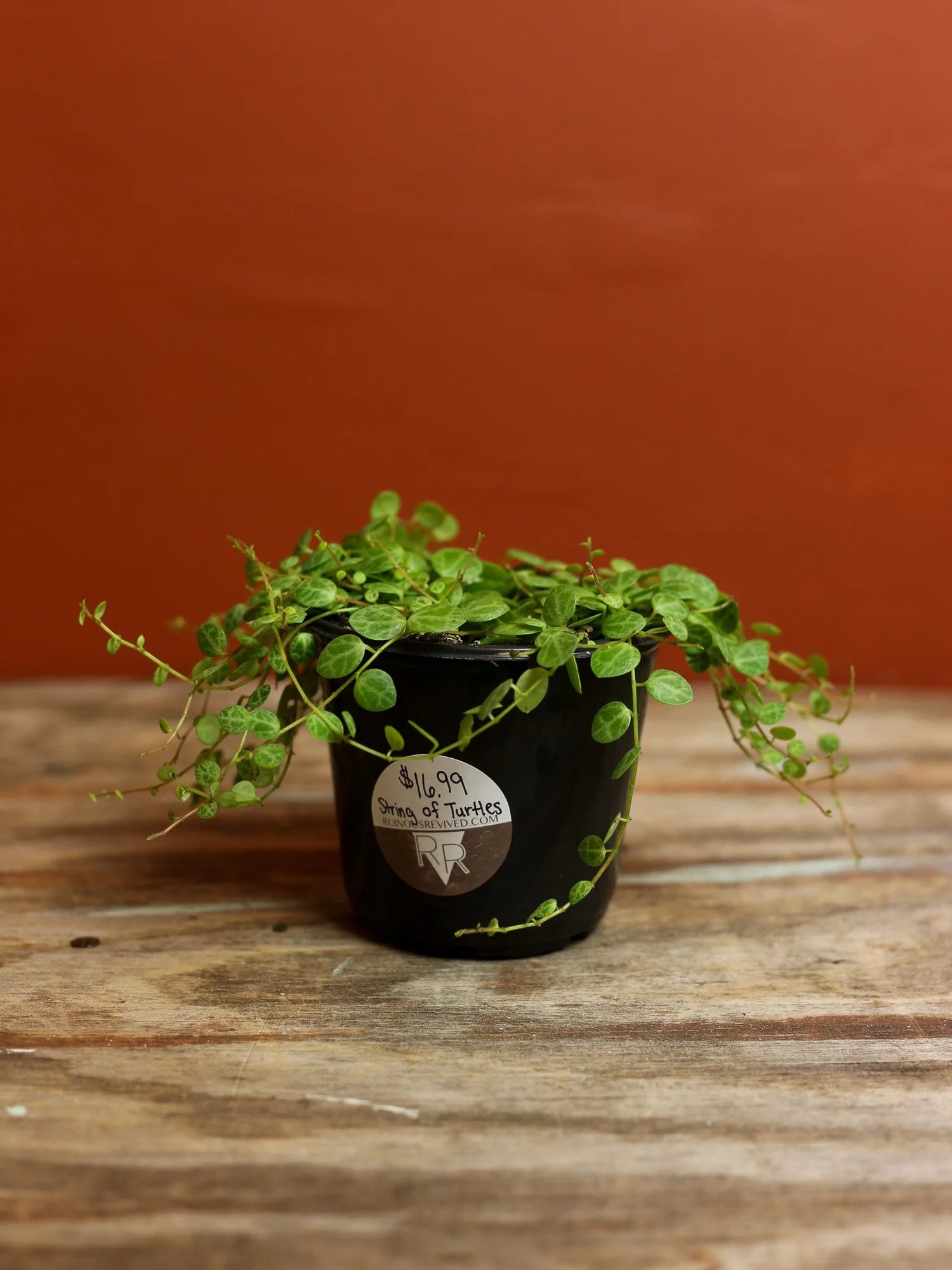 String of Turtles 4 Inch