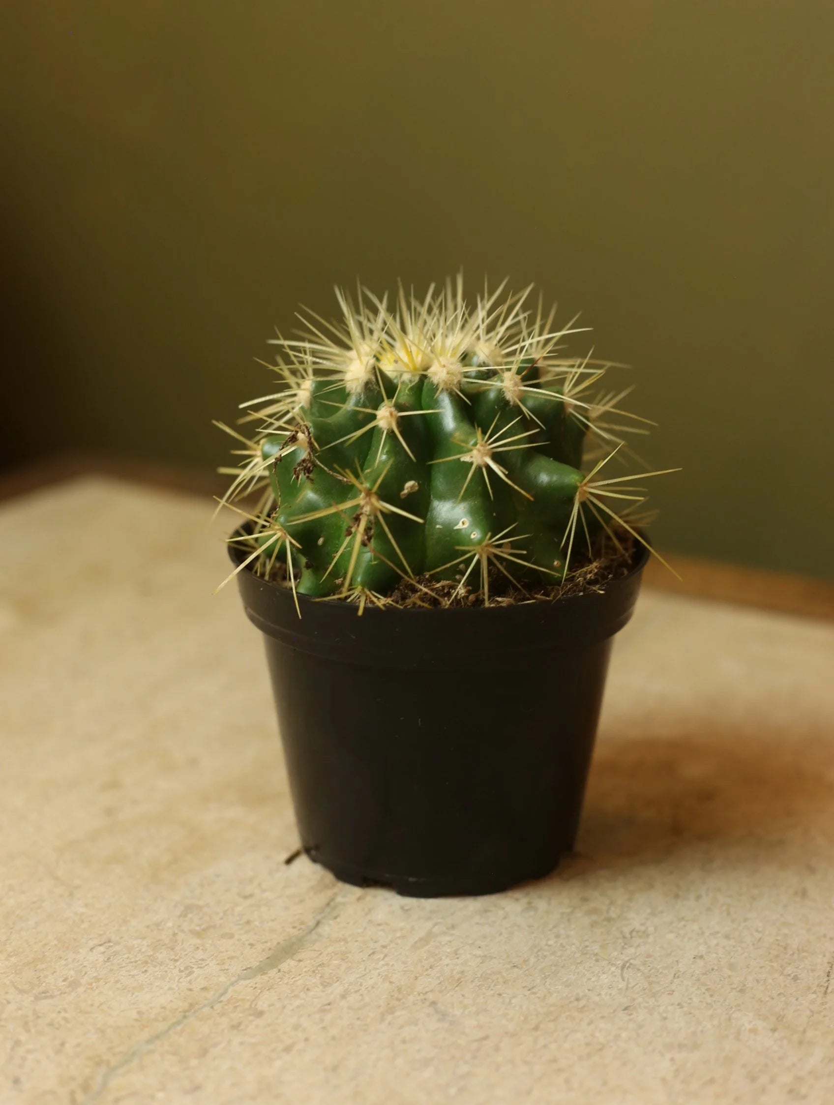 Golden Barrel Cactus 4 Inch