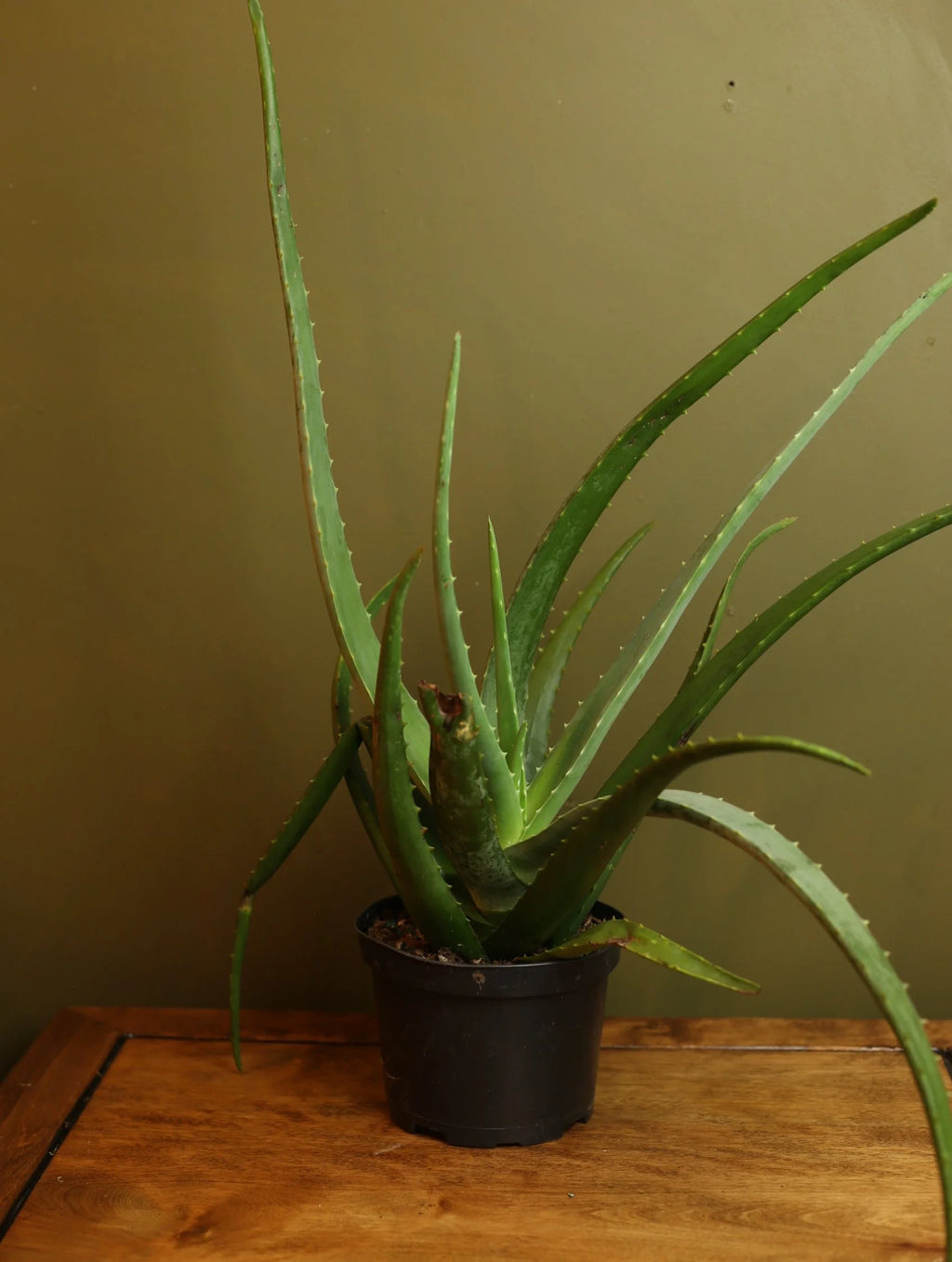 Aloe Vera 6 Inch