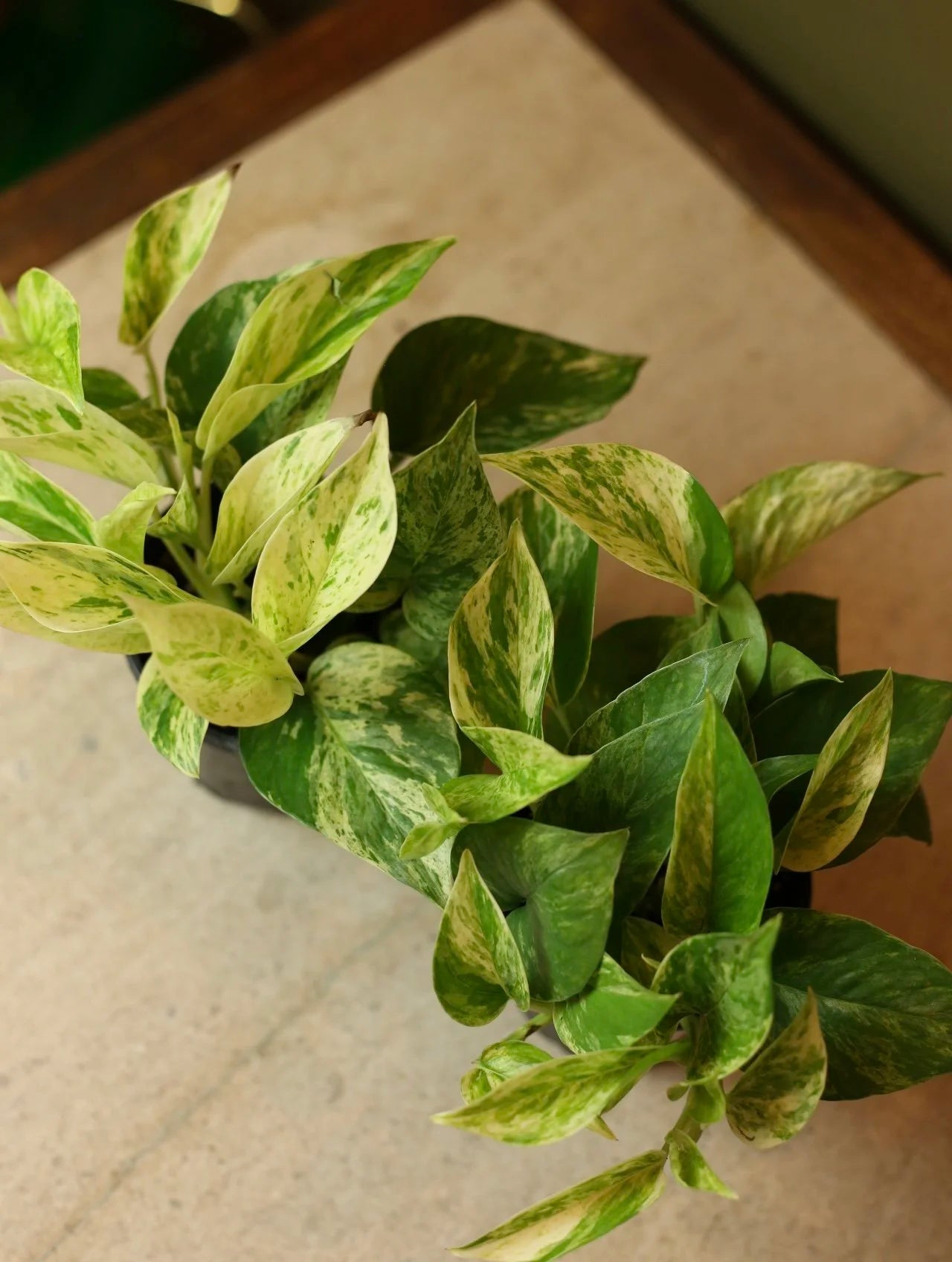 Marble Queen Pothos 4 Inch