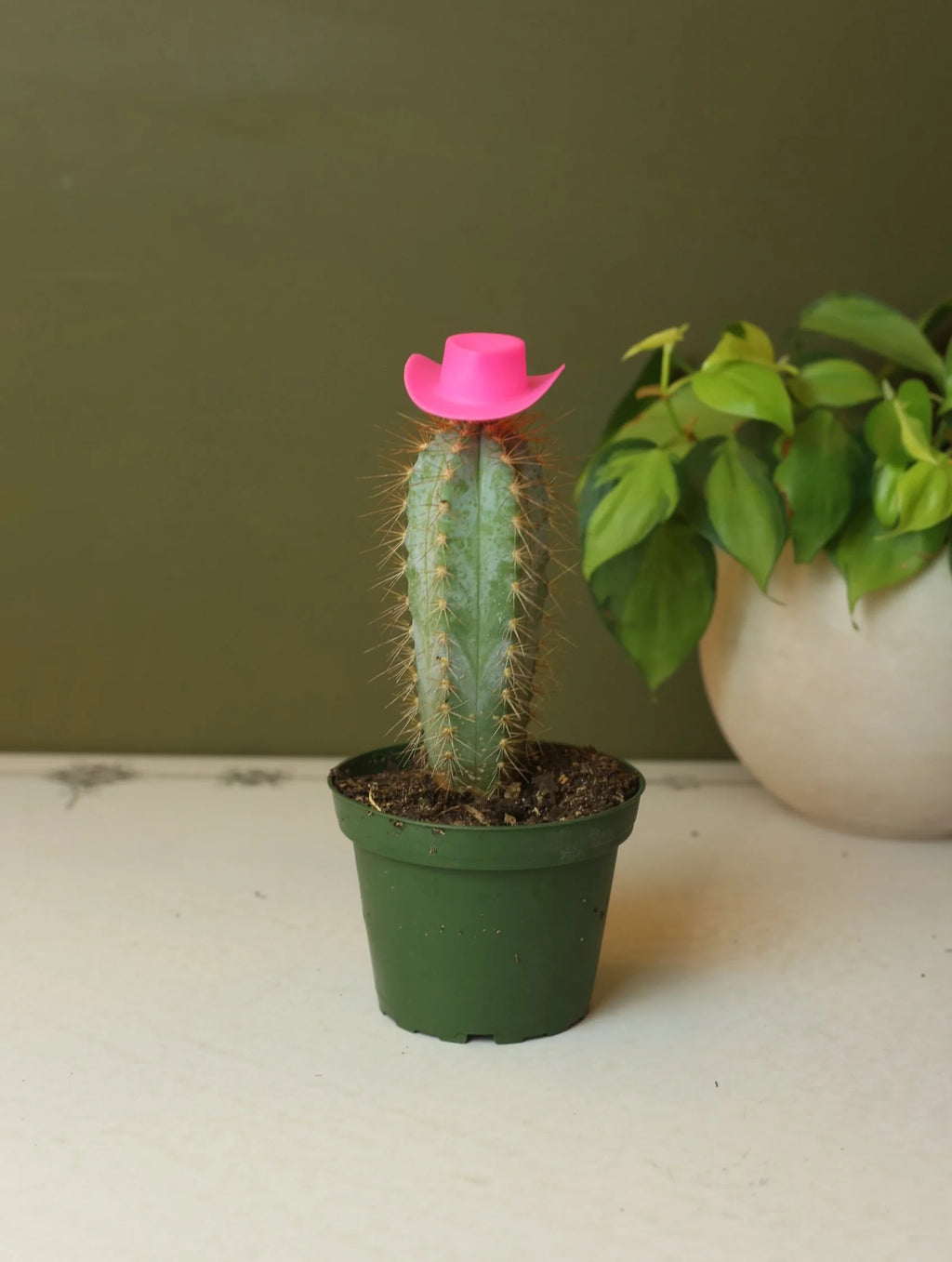 Plant Cowboy Hats