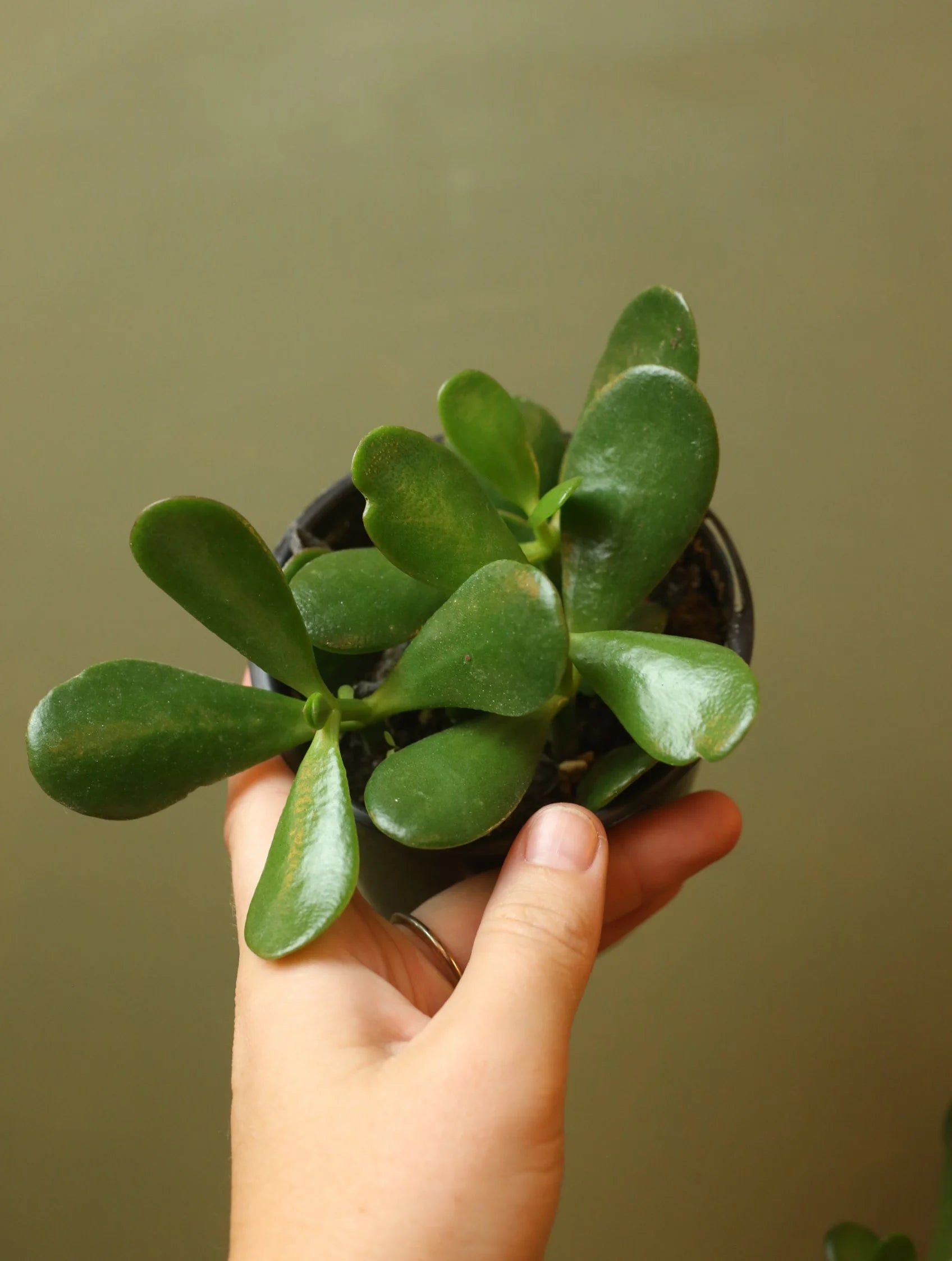 Jade Plant 4 Inch
