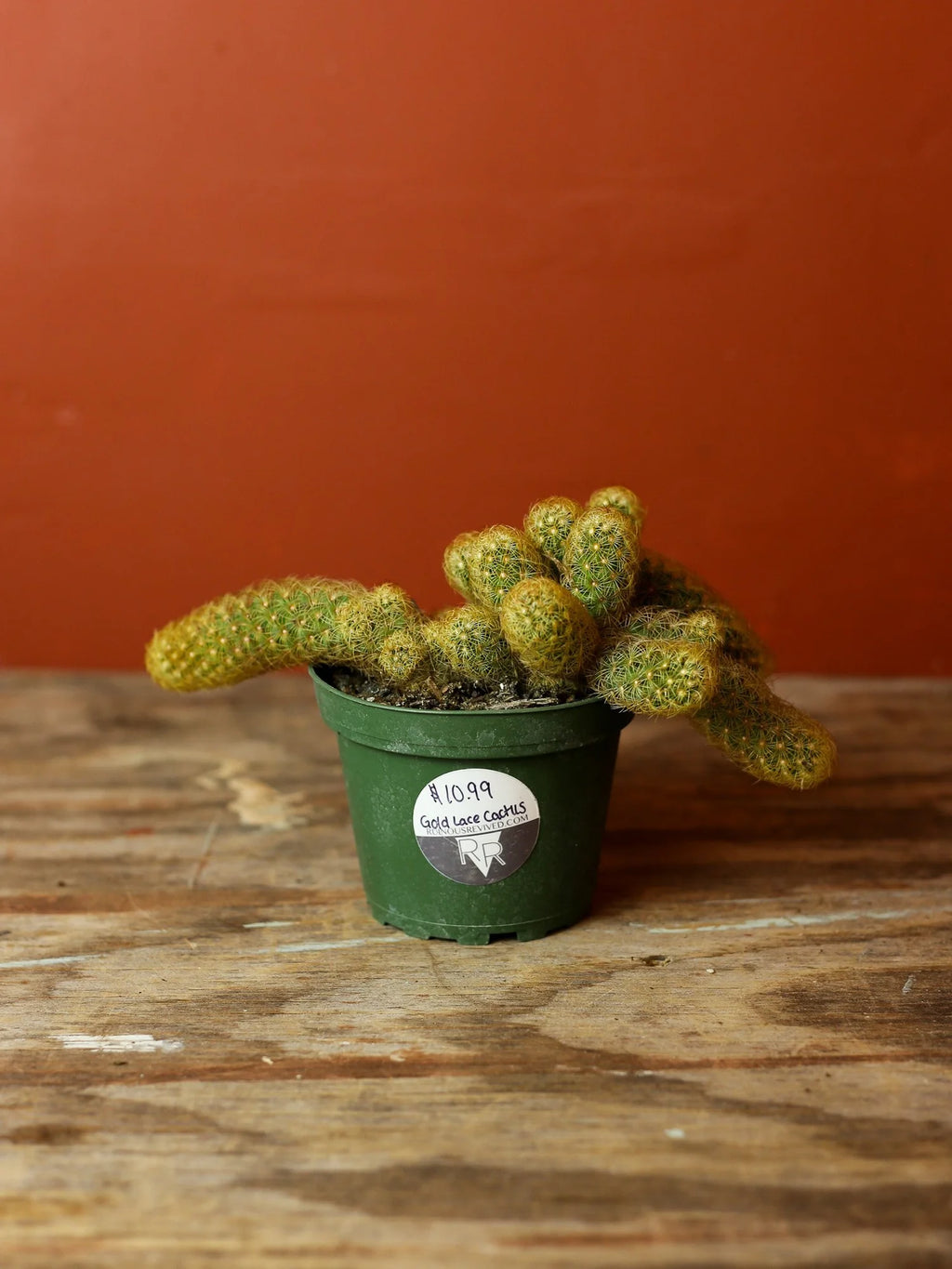 Gold Lace Cactus 4 Inch