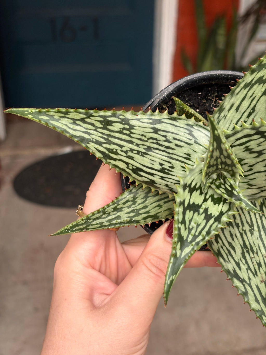 Aloe White Clone 4 inch