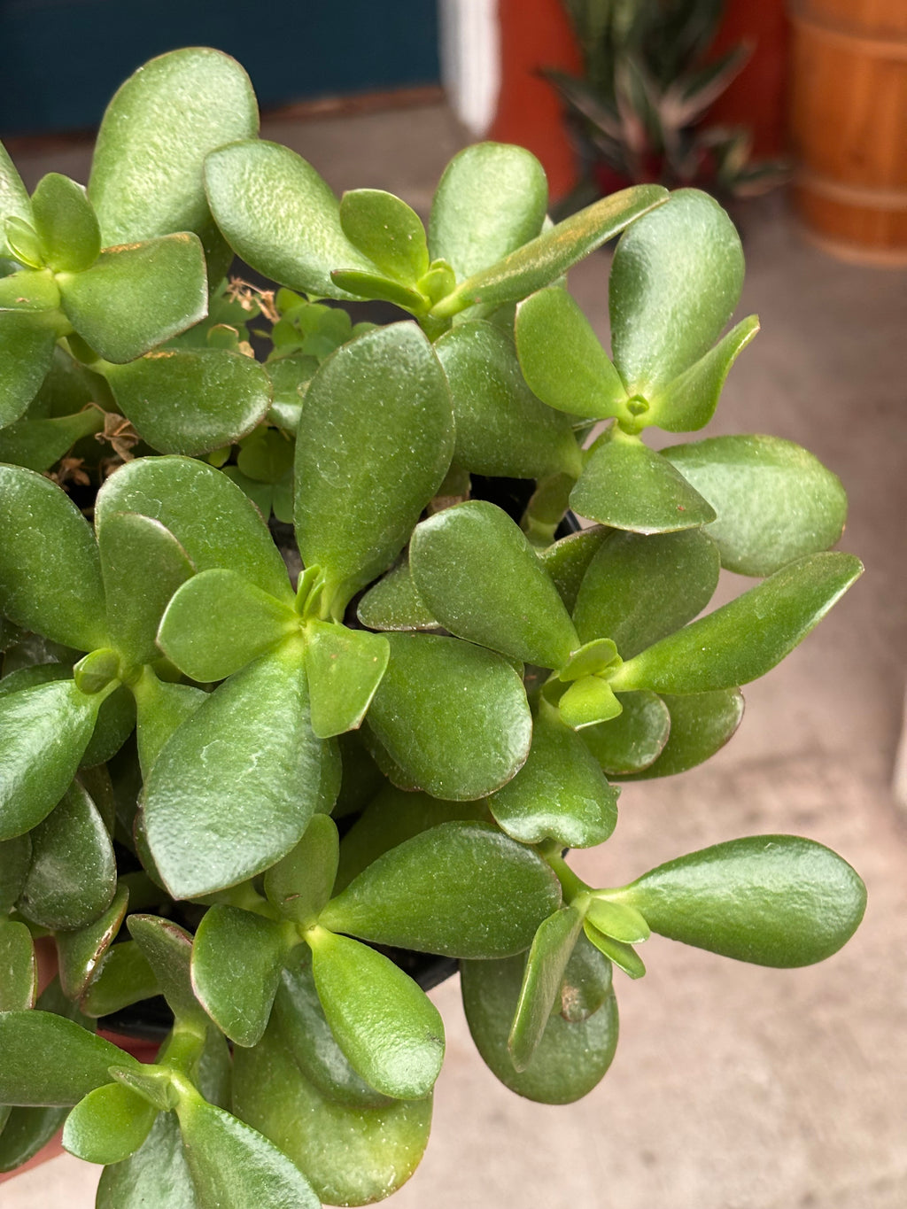 Jade plant 6 inch