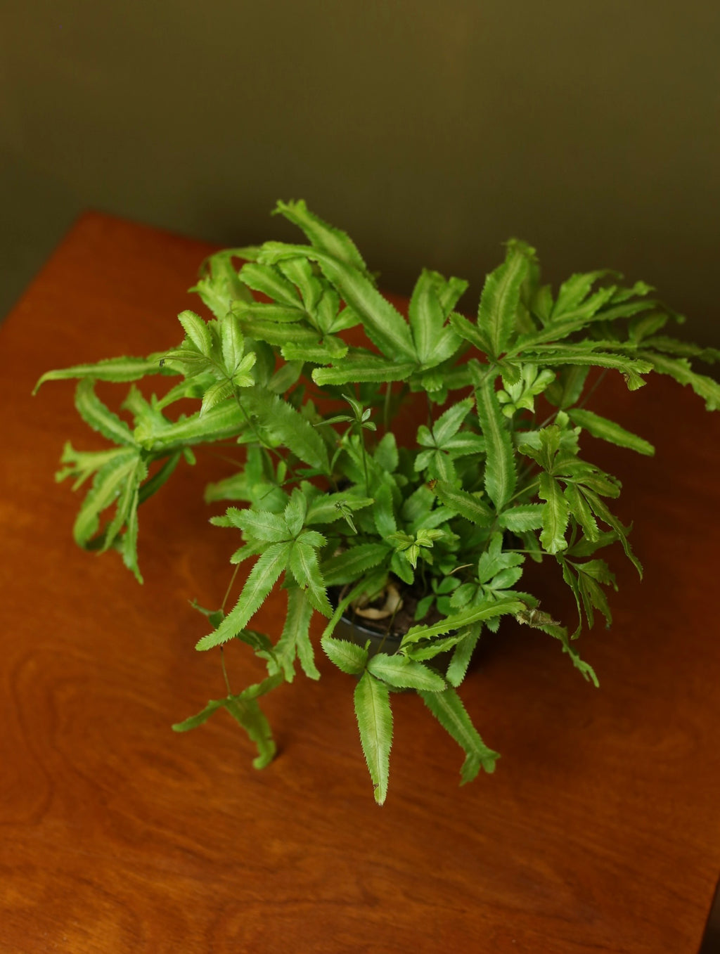 Moonlight Fern 4 inch
