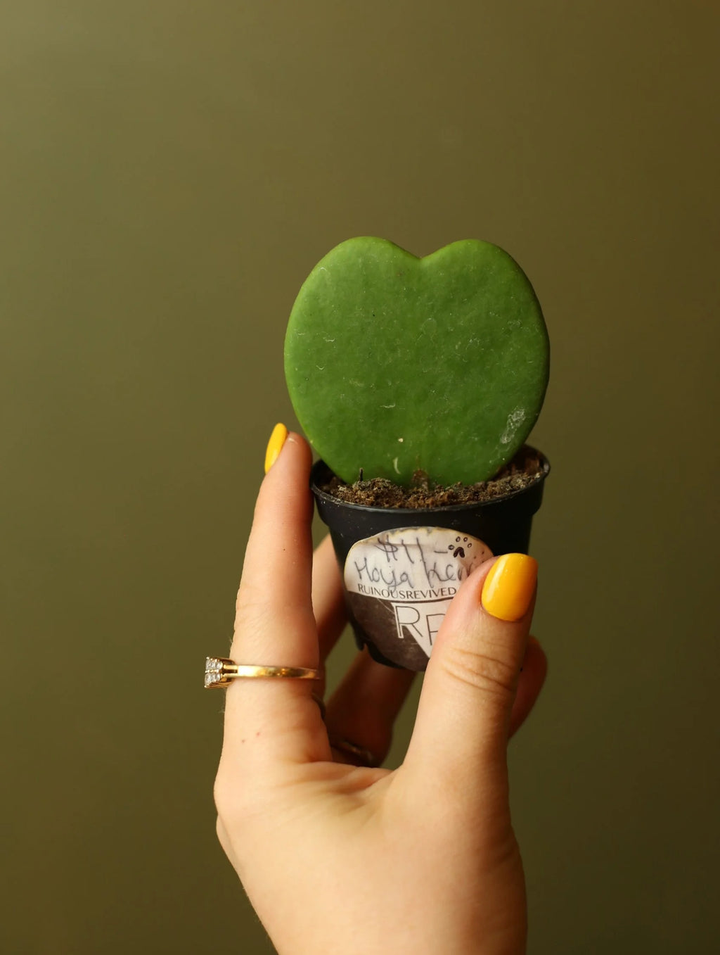 Hoya Kerrii 3 Inch