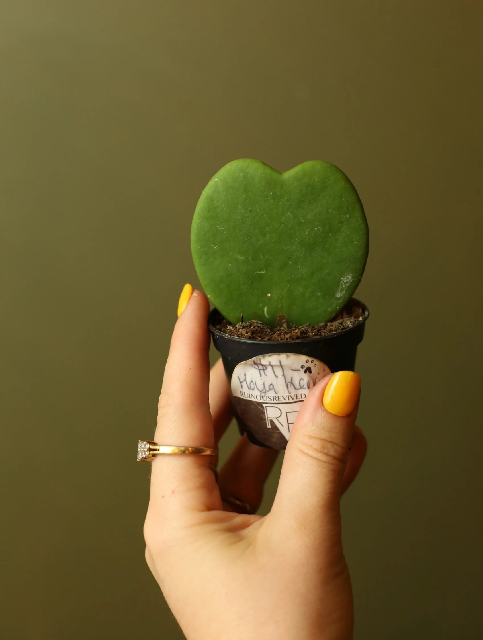 Hoya Kerrii 3 Inch