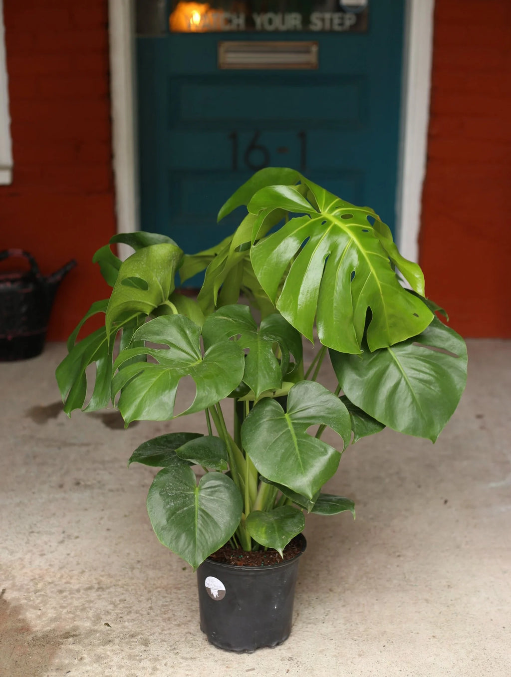 Monstera Deliciosa 10 inch