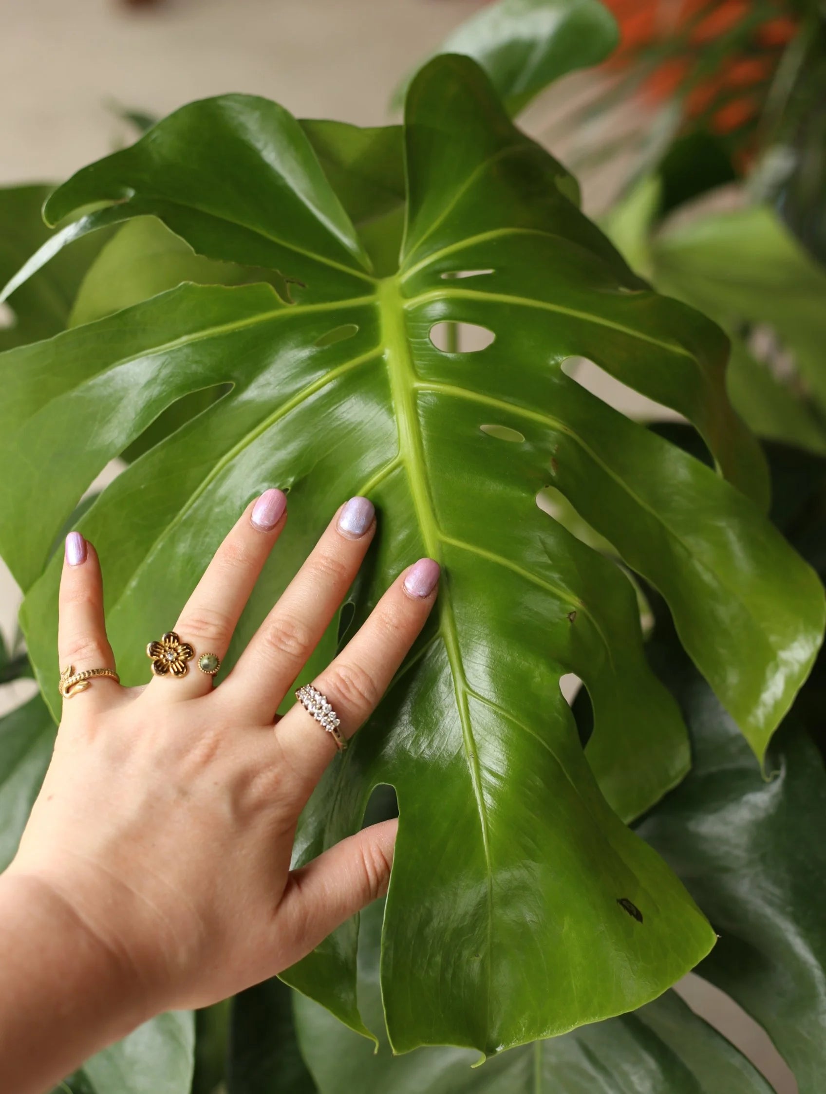 Monstera Deliciosa 10 inch