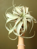 Tillandsia Xerographica